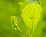 hazel leaves, Bryn Brethynau