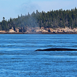 Whale Blow #1