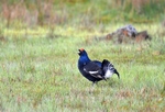 Black Grouse