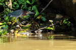 Green Heron at river edge, Costa Rica