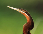 Close-up of African Darter