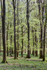 Shades of Green