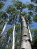 Tall Aspens