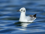 Bonaparte's Gull on water, Farmoor Reservoir