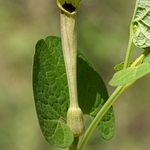 Pale Birthwort (Aristolochia pallida)