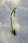 10  Snowdrop