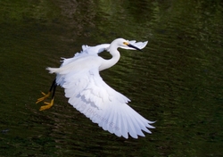 Birds 040
