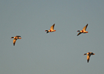 Shelducks