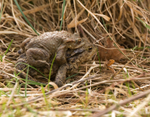 Common Toad