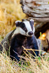 badger Meles meles-8774