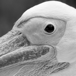 Pelican 04