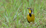 Yellow throated longclaw