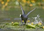 Coot - Fulica atra