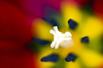 Flower - 6458