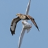 BBW-14-Gull chases Buzzard #2