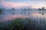 Summer Stillness