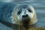 Lincolnshire - Mammals portfolio