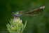 Banded Demoiselle (Calopteryx splendens) female