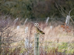 Short-eared Owl