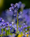 No 0106 Blubells