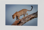 009 Climbing Leopard