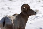 Rocky Mountain Big Horn Sheep