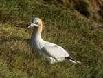 Gannet