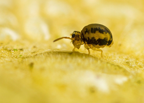 On the underside of a fallen leaf. Warwickshire, October 2013.
