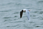 Little Gull in flight over Farmoor 1