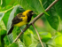Black-cowled Oriole, Costa Rica