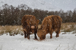 The Snow & Highland Cows