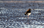 SBW015: Oystercatcher Preening