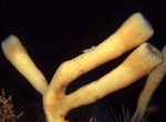 Haliclona urceolus