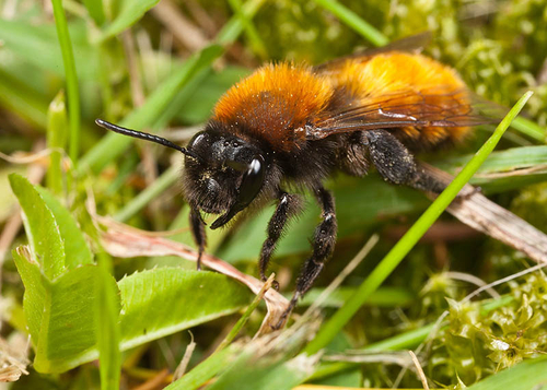 [i]Andrena fulva[/i] female. Warwickshire, 2012.