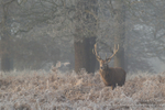 Frosty morning.