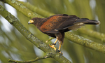 Harris Hawk