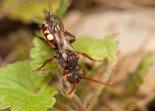 Warwickshire, May 2012. Note prominent yellow spot on edge of abdomen.