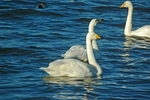 Whooper Swans