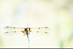 Female Four Spot chaser
