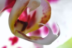 Flowers and Nature portfolio