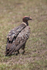 Ruppell's Vulture