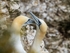 Gannets