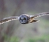 Short Eared Owl