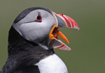 Puffin Portrait on Skomer Island in Wales