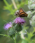 Meadow Brown feeding on thistle, Otmoor, Oxfordshire