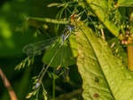 Emerald Damselfly