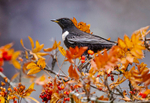 Ring Ouzel
