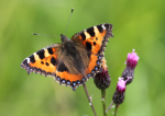 Small Tortoiseshell
