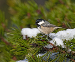 Coal Tit - Periparus ater