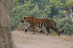 Bengal Tiger walking side view, Bandhavgarh Reserve, India